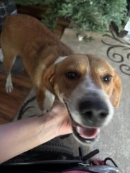 Found/Stray Unknown Dog last seen Racehorses court, Hope Mills, NC 28371