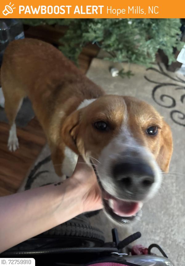 Found/Stray Unknown Dog last seen Racehorses court, Hope Mills, NC 28371