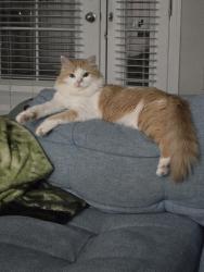 Lost Female Cat last seen Cochran & Stearns, Simi Valley, CA 93063