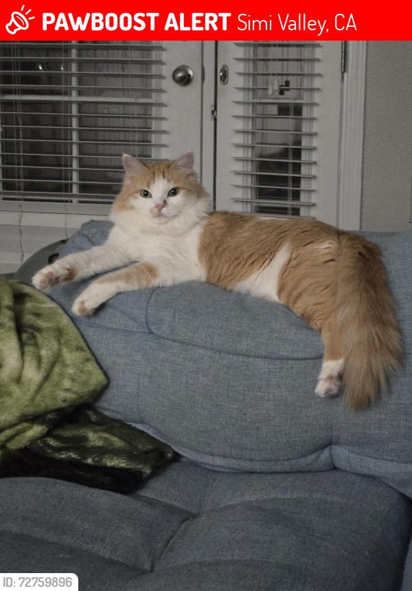 Lost Female Cat last seen Cochran & Stearns, Simi Valley, CA 93063