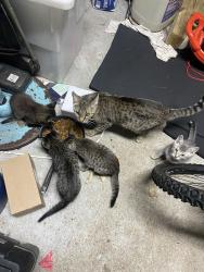 Found/Stray Female Cat last seen Perry rd & mills rd , Houston, TX 77070