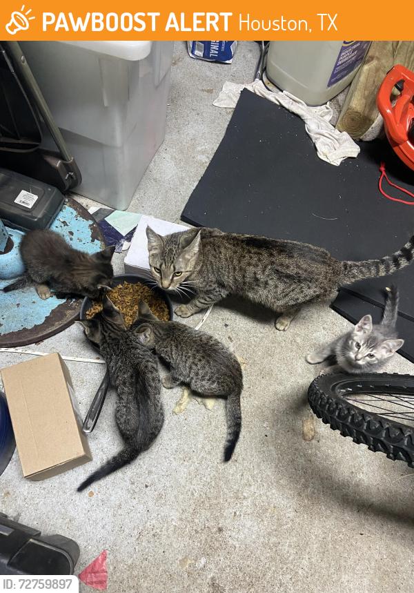 Found/Stray Female Cat last seen Perry rd & mills rd , Houston, TX 77070