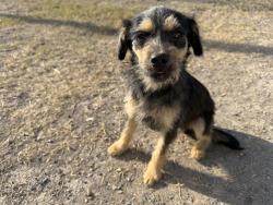 Lost Male Dog last seen Brownsville sports park, Brownsville, TX 78575