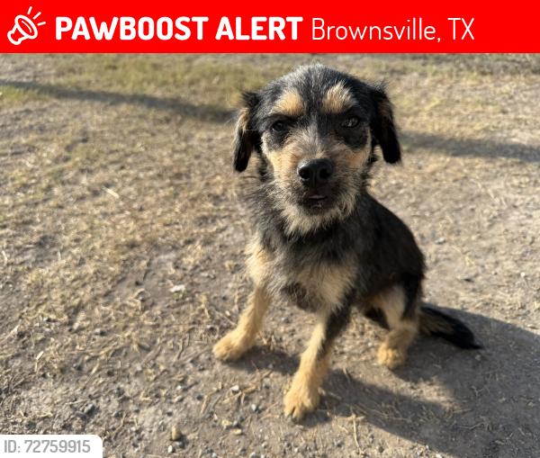Lost Male Dog last seen Brownsville sports park, Brownsville, TX 78575