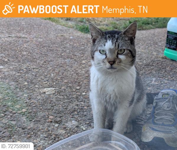 Found/Stray Male Cat last seen Kirby pkwy, Memphis, TN 38141