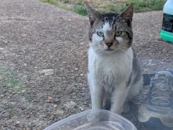 Found/Stray Male Cat last seen Kirby pkwy, Memphis, TN 38141