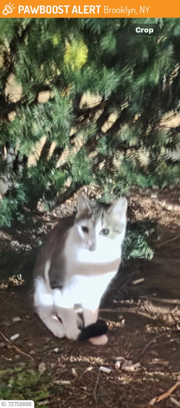 Found/Stray Unknown Cat last seen E 19th Street & Ave M, Brooklyn, NY 11229