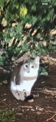 Found/Stray Unknown Cat last seen E 19th Street & Ave M, Brooklyn, NY 11229