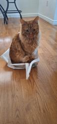 Lost Male Cat last seen 105th street thornton, Thornton, CO 80233