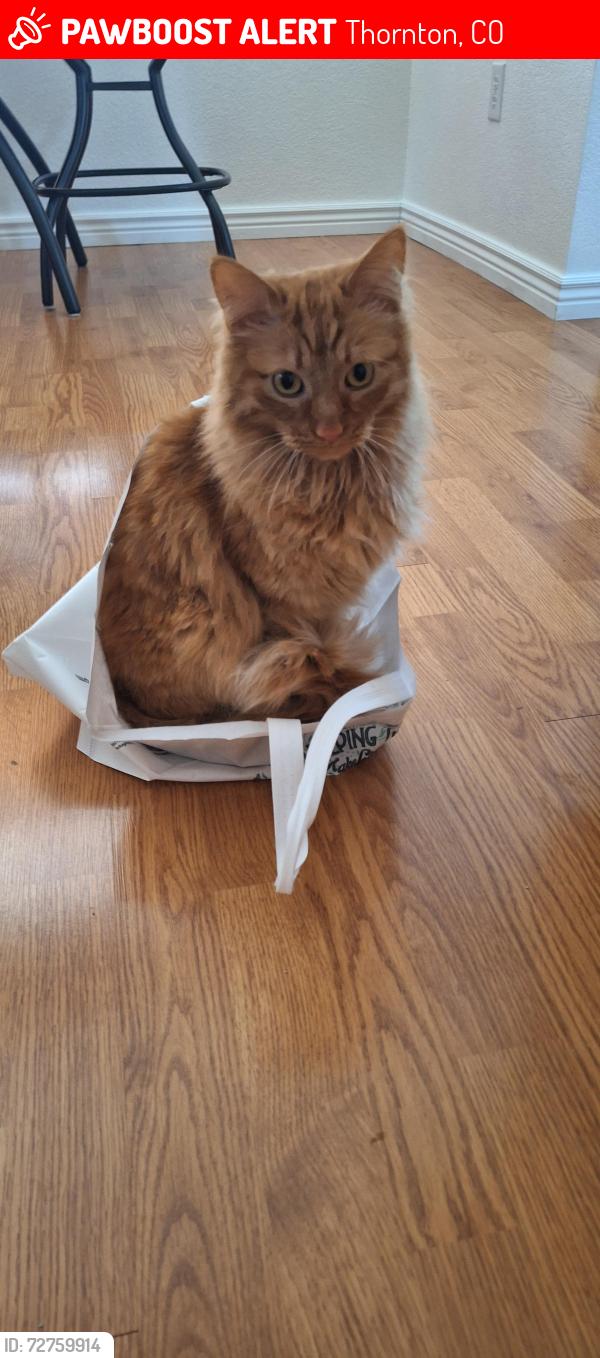 Lost Male Cat last seen 105th street thornton, Thornton, CO 80233