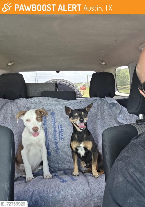 Found/Stray Male Dog last seen West Howard Ln and Orchid Ln, Austin, TX 78728