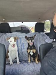 Found/Stray Male Dog last seen West Howard Ln and Orchid Ln, Austin, TX 78728