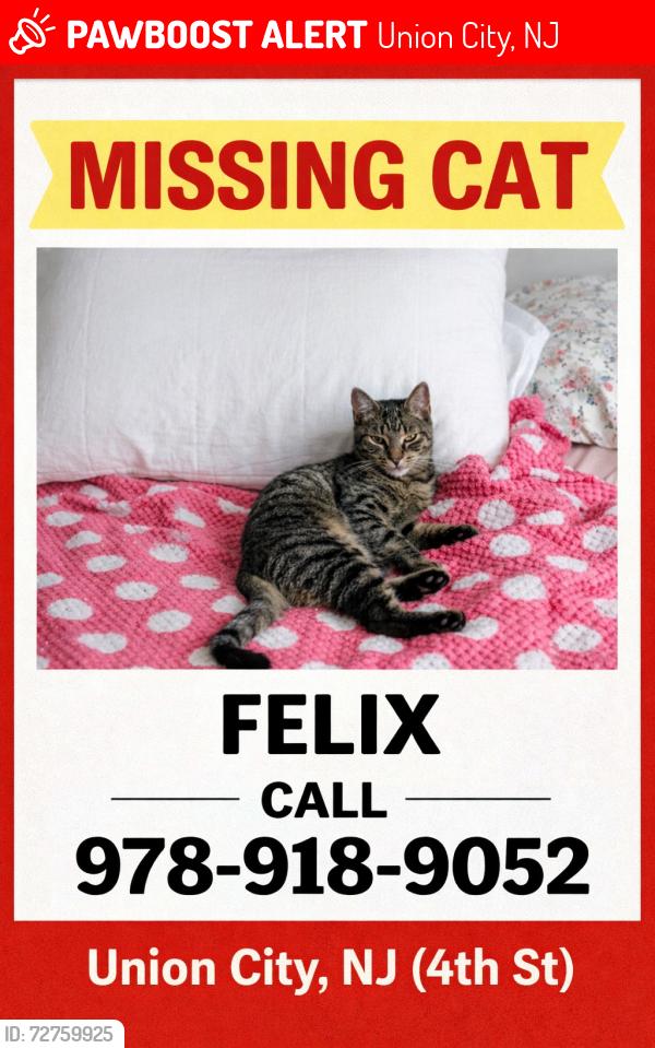 Lost Male Cat last seen West st and berguenline ave, Union City, NJ 07087