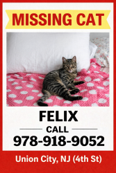 Lost Male Cat last seen West st and berguenline ave, Union City, NJ 07087