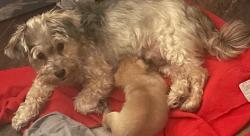 Lost Female Dog last seen Hastings, Pine Hills, FL 32808