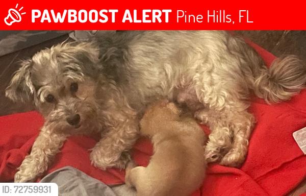Lost Female Dog last seen Hastings, Pine Hills, FL 32808
