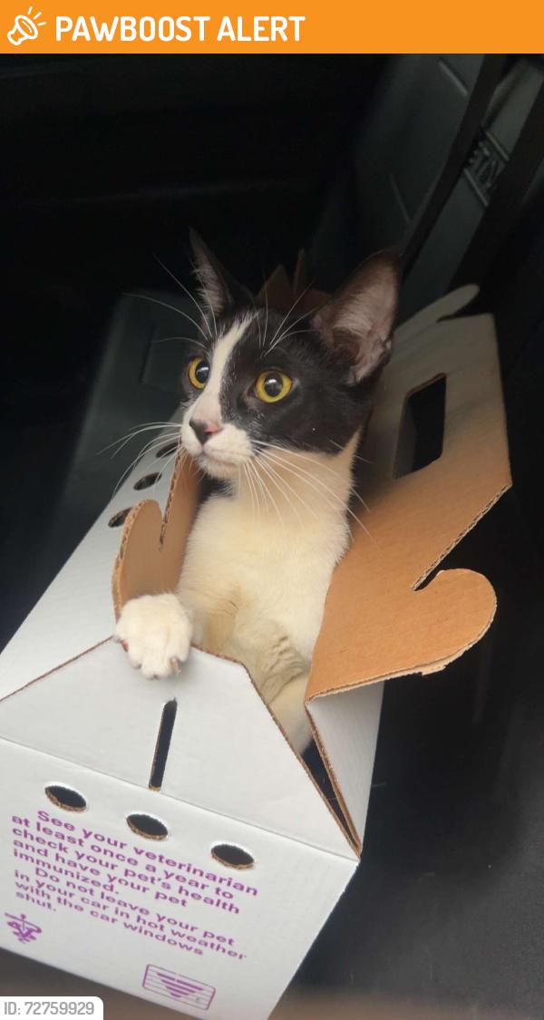 Found/Stray Unknown Cat last seen Marsol Rd, Mayfield Heights, OH 44124