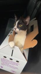 Found/Stray Unknown Cat last seen Marsol Rd, Mayfield Heights, OH 44124