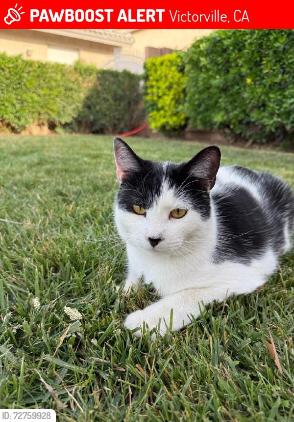 Lost Male Cat last seen Spring valley parkway, Ridgecrest Rd, Victorville, CA 92395
