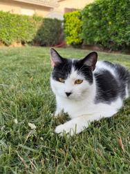 Lost Male Cat last seen Spring valley parkway, Ridgecrest Rd, Victorville, CA 92395
