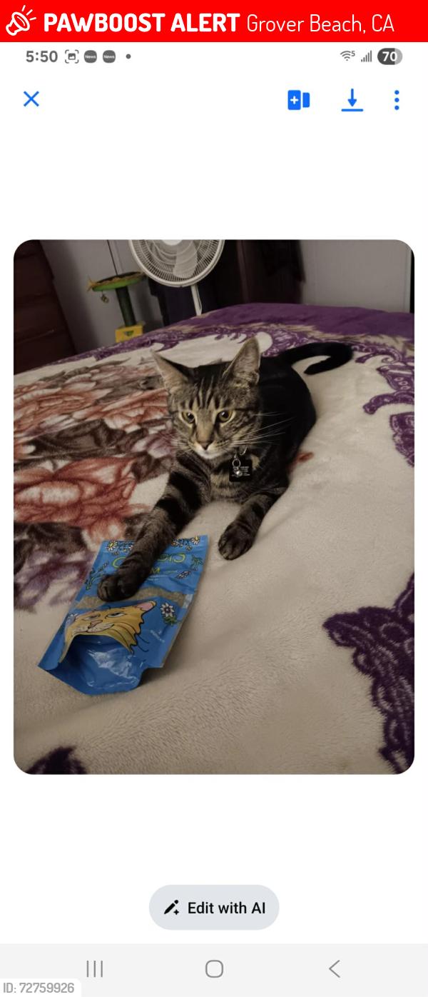 Lost Male Cat last seen 12th st /nacimiento Grover beach ca, Grover Beach, CA 93433