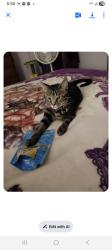 Lost Male Cat last seen 12th st /nacimiento Grover beach ca, Grover Beach, CA 93433