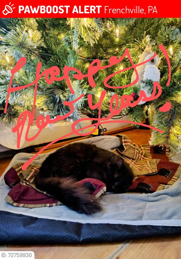 Lost Male Cat last seen Near Shortencarrier Lane, Frenchville Pa, Frenchville, PA 16836