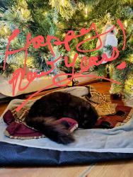 Lost Male Cat last seen Near Shortencarrier Lane, Frenchville Pa, Frenchville, PA 16836