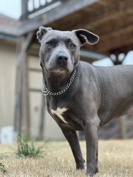 Lost Female Dog last seen Brown Baptist Church, Southaven, MS 38671