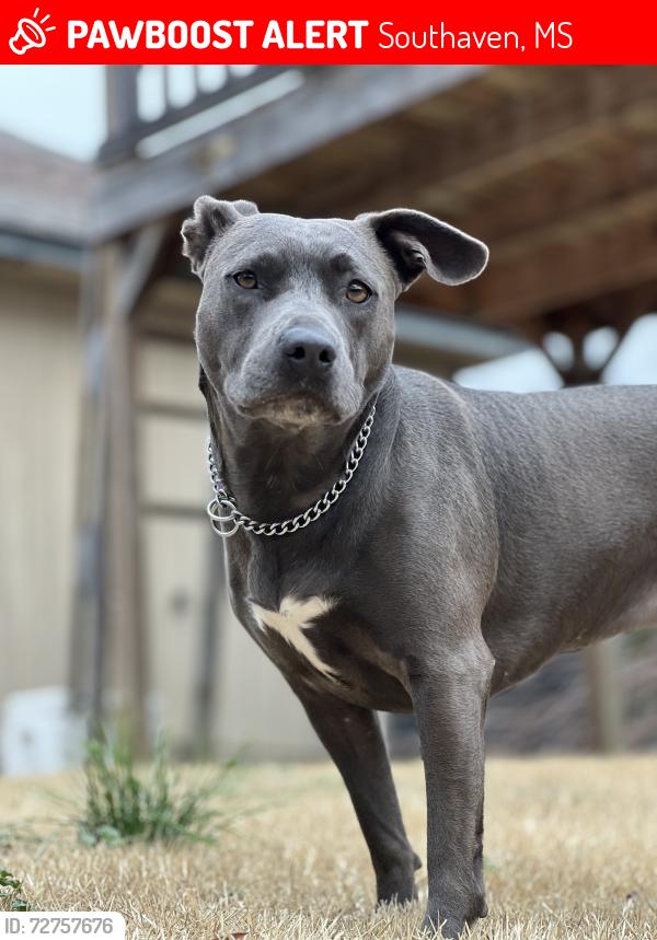 Lost Female Dog last seen Brown Baptist Church, Southaven, MS 38671
