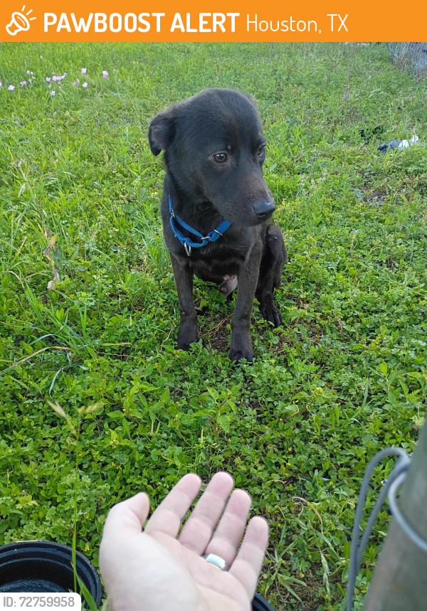 Found/Stray Male Dog last seen Harrington Freeman , Houston, TX 77009