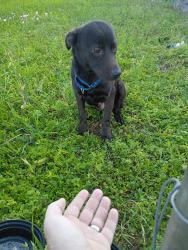 Found/Stray Male Dog last seen Harrington Freeman , Houston, TX 77009