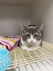 Found/Stray Male Cat last seen Leness and Rt. 30, Crest Hill, IL 60403