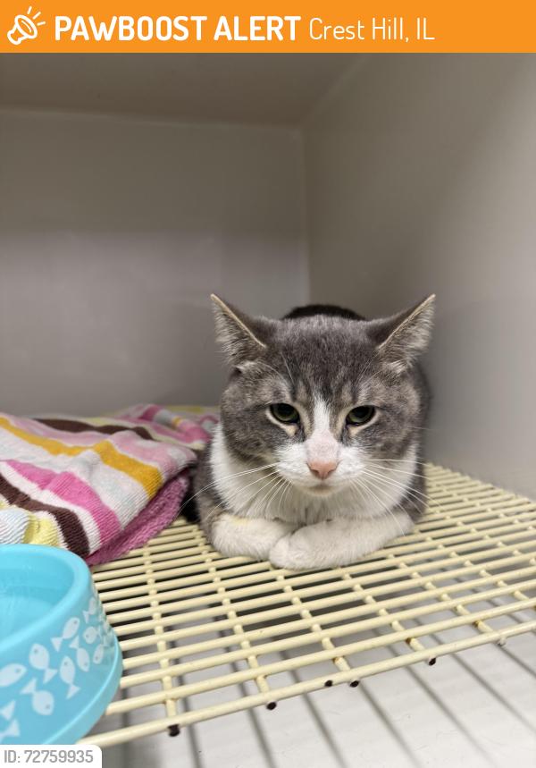 Found/Stray Male Cat last seen Leness and Rt. 30, Crest Hill, IL 60403