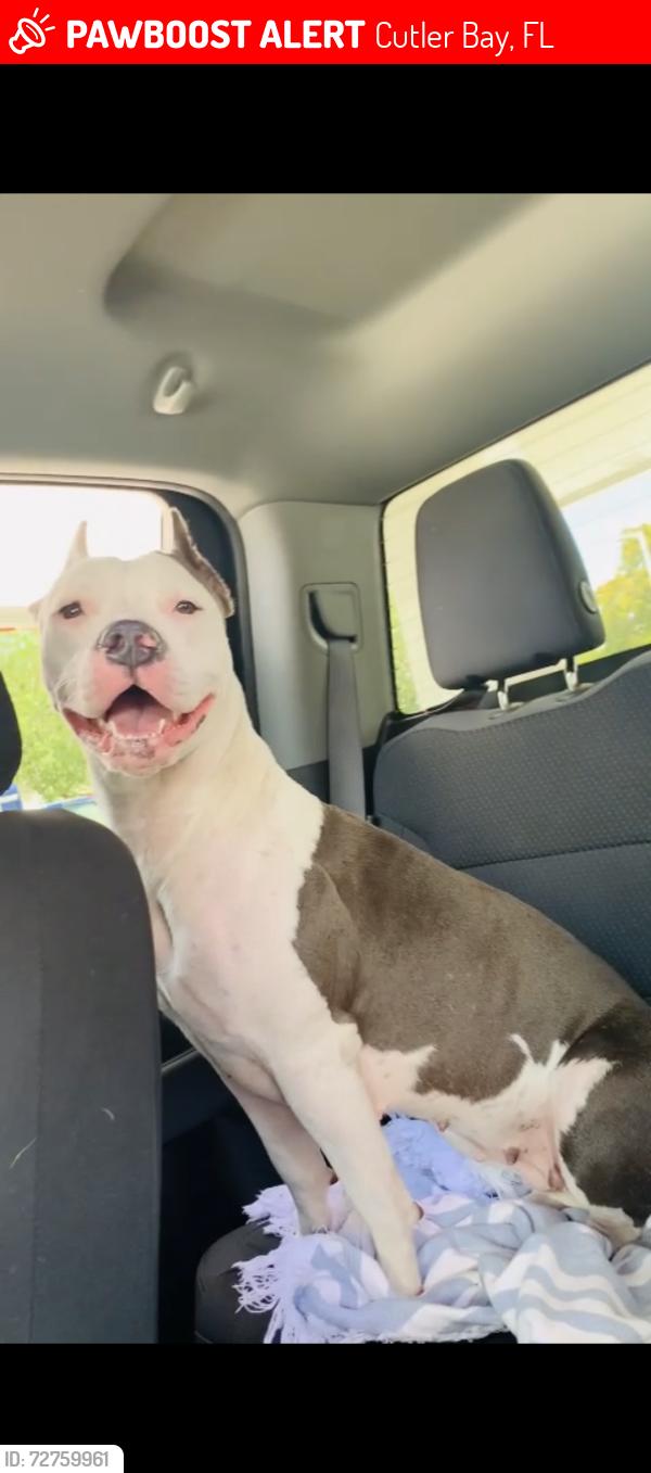 Lost Female Dog last seen Near anchor rd cutler bay 33189 , Cutler Bay, FL 33189