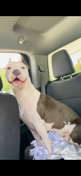 Lost Female Dog last seen Near anchor rd cutler bay 33189 , Cutler Bay, FL 33189