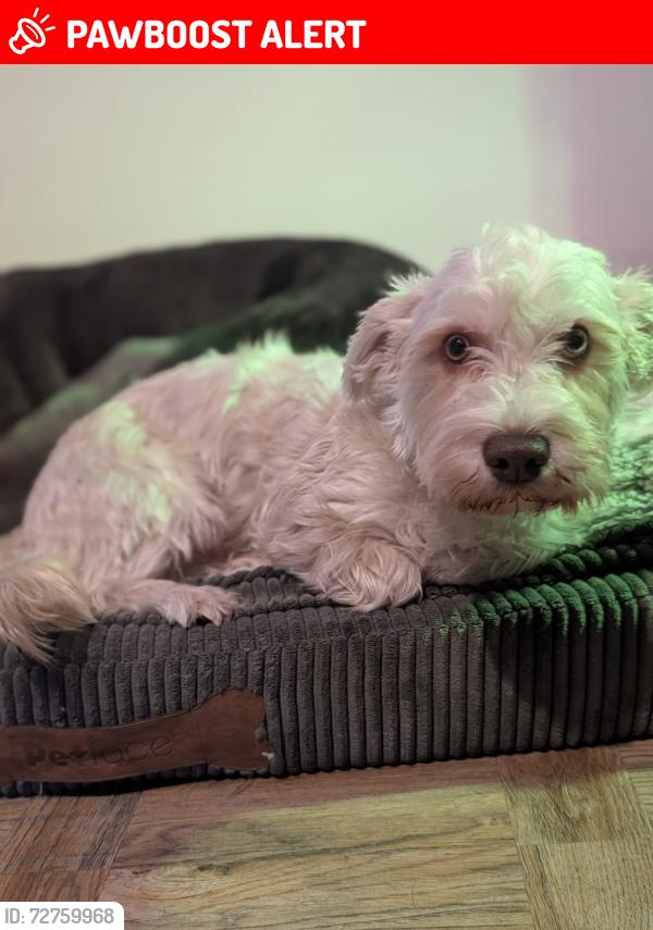 Lost Male Dog last seen Cheadle village, Greater Manchester, England SK8
