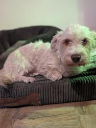 Lost Male Dog last seen Cheadle village, Greater Manchester, England SK8