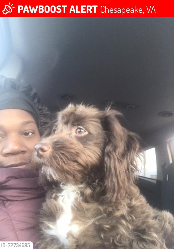 Lost Female Dog last seen Campostella Road, Chesapeake Virginia 23325,23324,23320, Chesapeake, VA 23320
