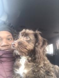 Lost Female Dog last seen Campostella Road, Chesapeake Virginia 23325,23324,23320, Chesapeake, VA 23320
