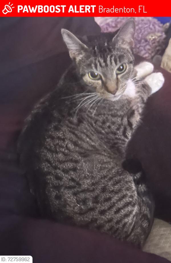 Lost Female Cat last seen Bayshore gardens, Bradenton, FL 34207