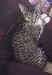 Lost Female Cat last seen Bayshore gardens, Bradenton, FL 34207