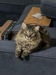 Lost Male Cat last seen 128th and Picadilly, Commerce City, CO 80603