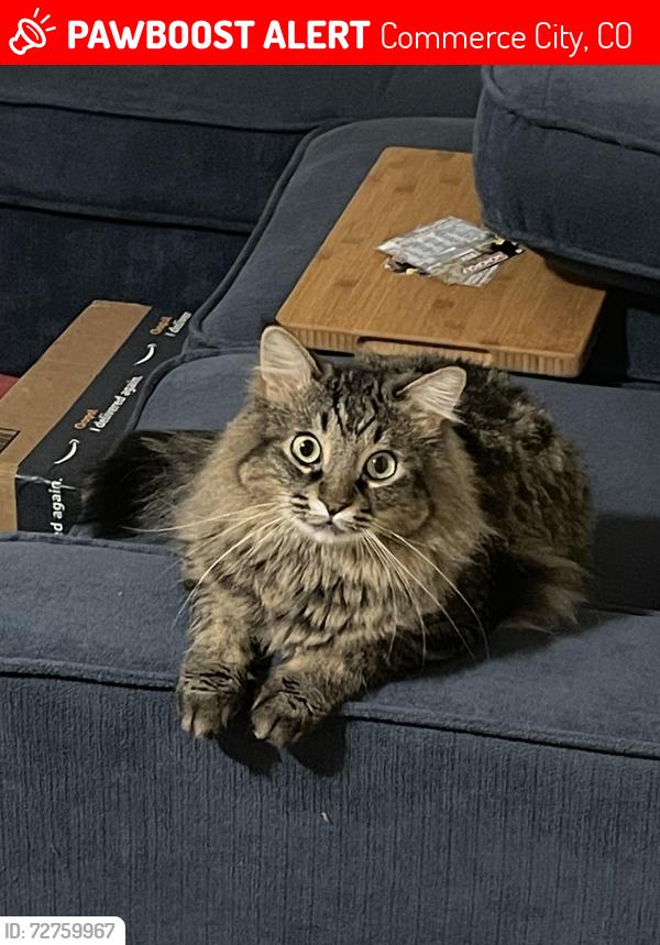 Lost Male Cat last seen 128th and Picadilly, Commerce City, CO 80603