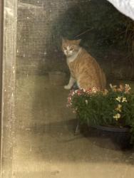 Found/Stray Unknown Cat last seen Tussing, Columbus, OH 43068