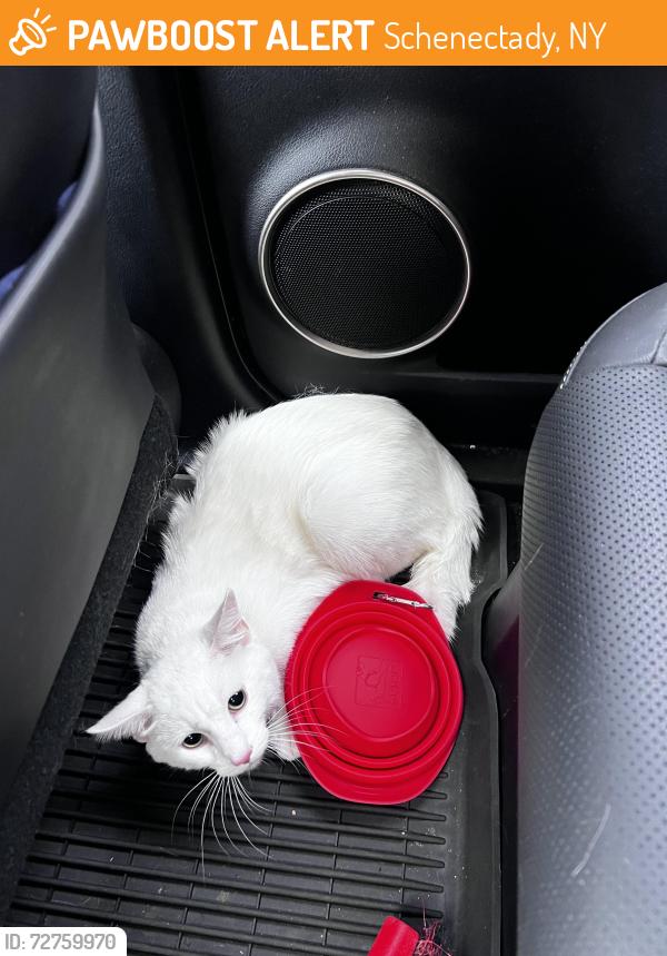 Found/Stray Unknown Cat last seen Saratoga Rd, Schenectady, NY 12302