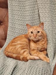 Lost Male Cat last seen Major dr, Beaumont, TX 77707