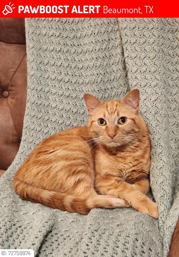 Lost Male Cat last seen Major dr, Beaumont, TX 77707