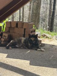 Found/Stray Female Cat last seen Beech Schools, Hendersonville, TN 37075
