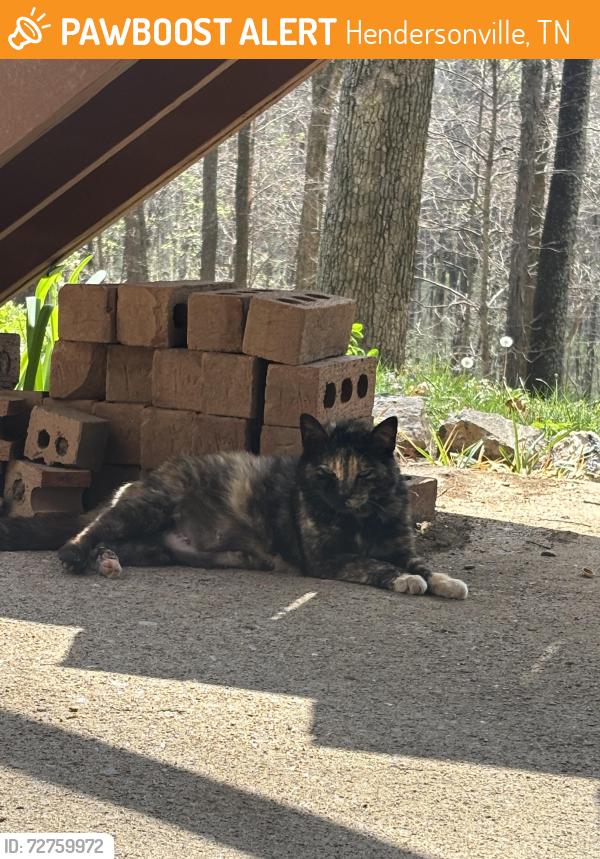Found/Stray Female Cat last seen Beech Schools, Hendersonville, TN 37075